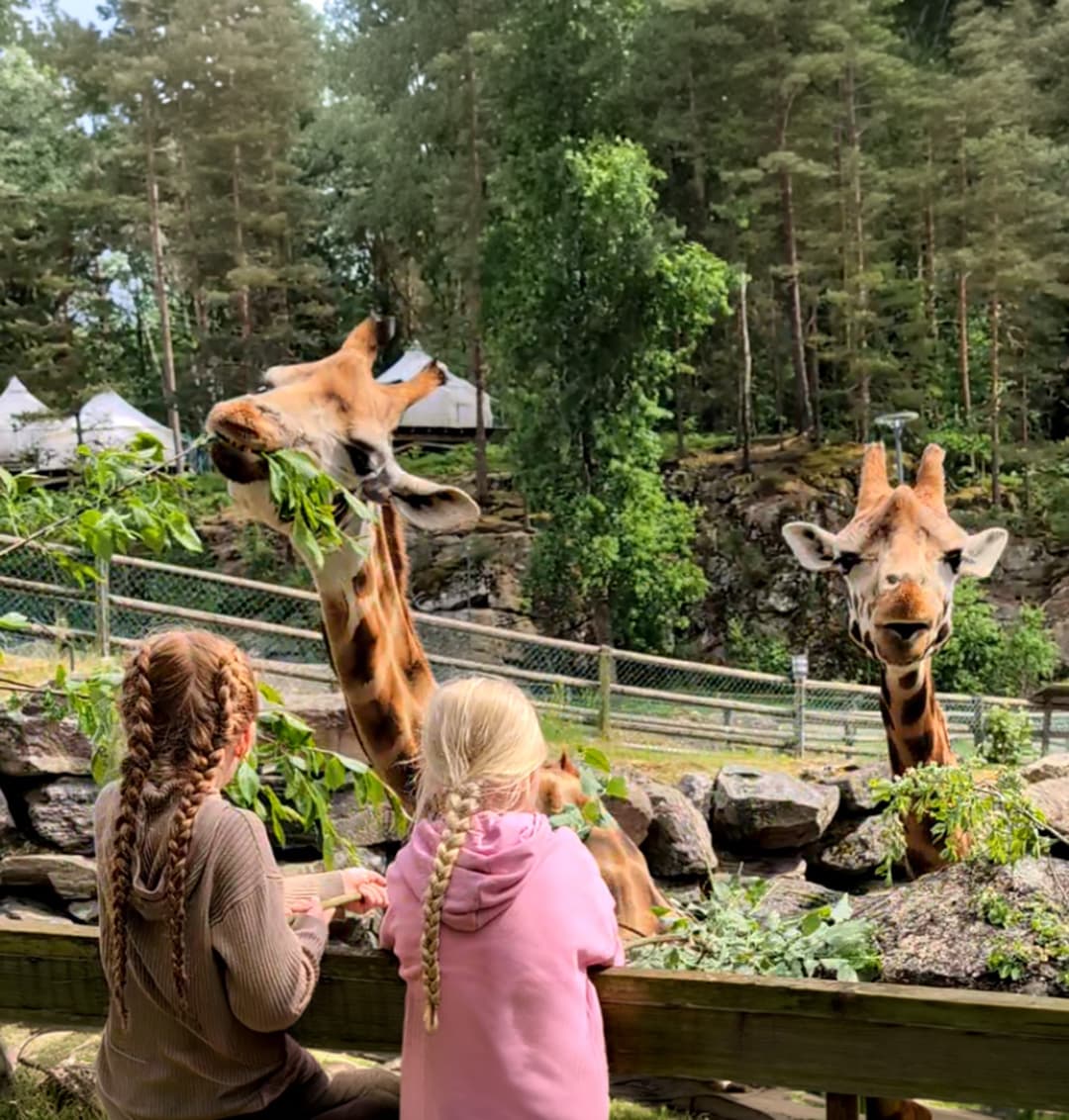 två tjejer tittar på giraffer