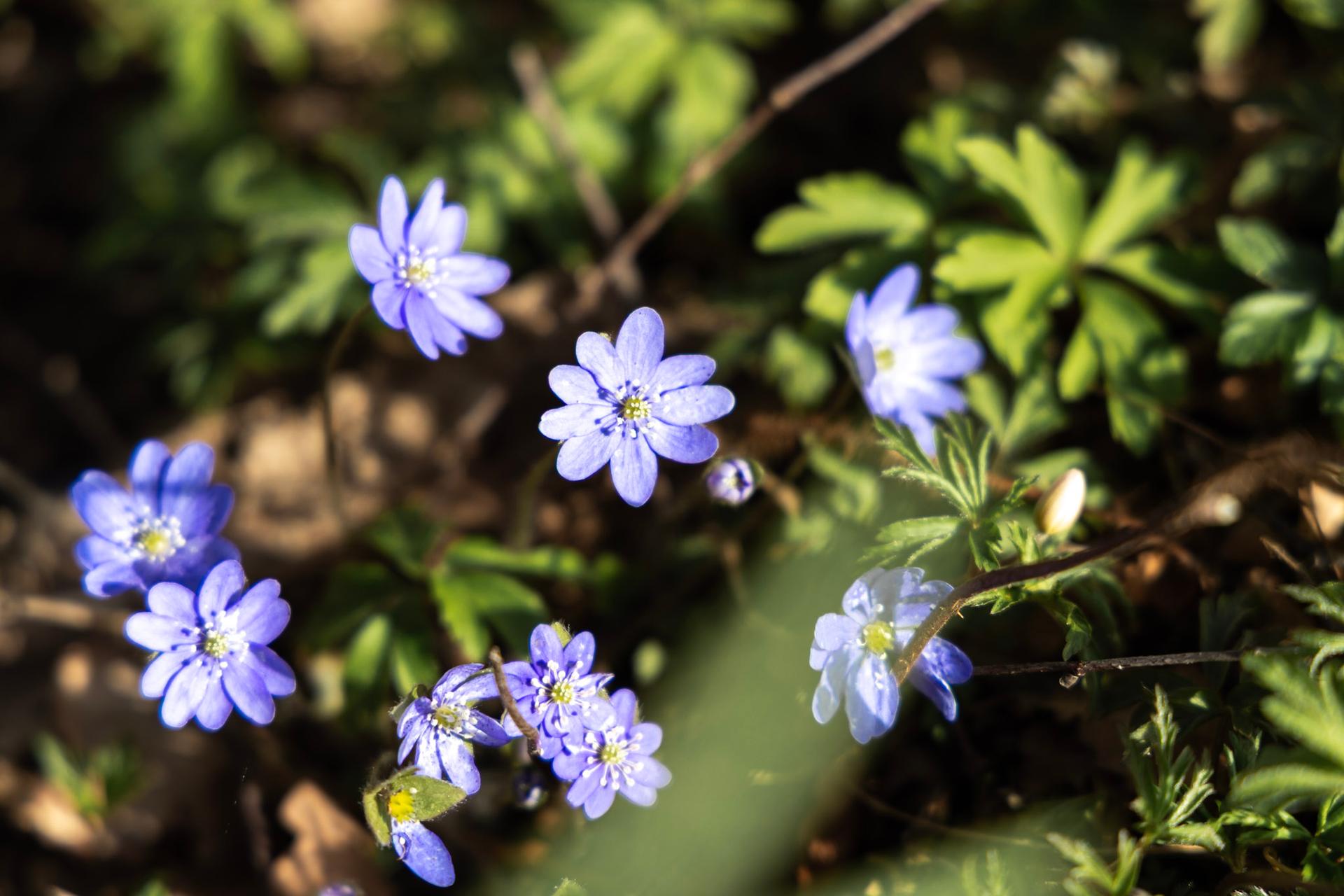 Sippor vid Hofsnäs naturstigar