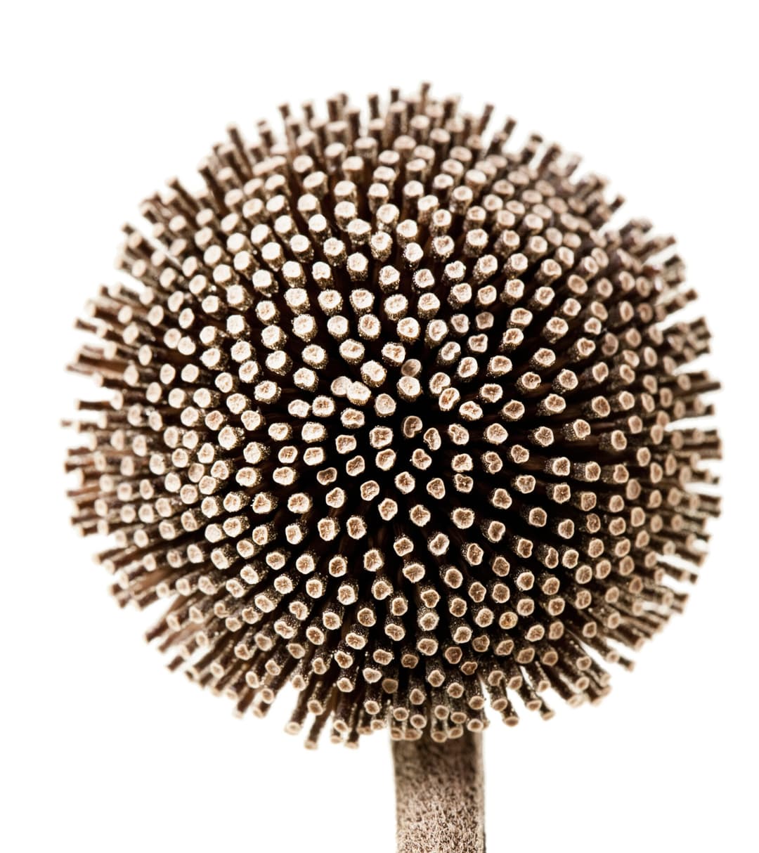 Flora Supersum scaled.