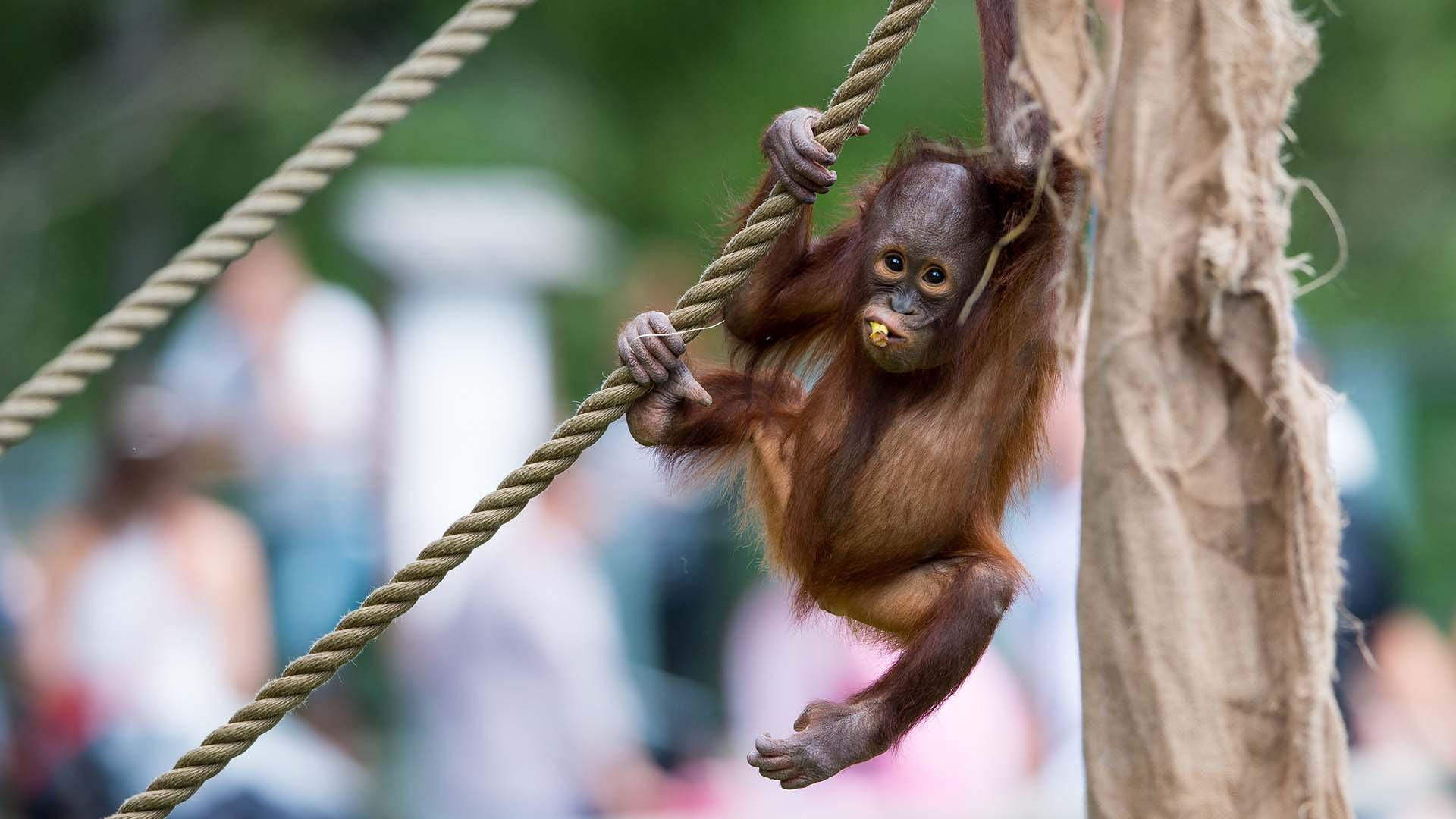 En schimpans hänger i ett rep