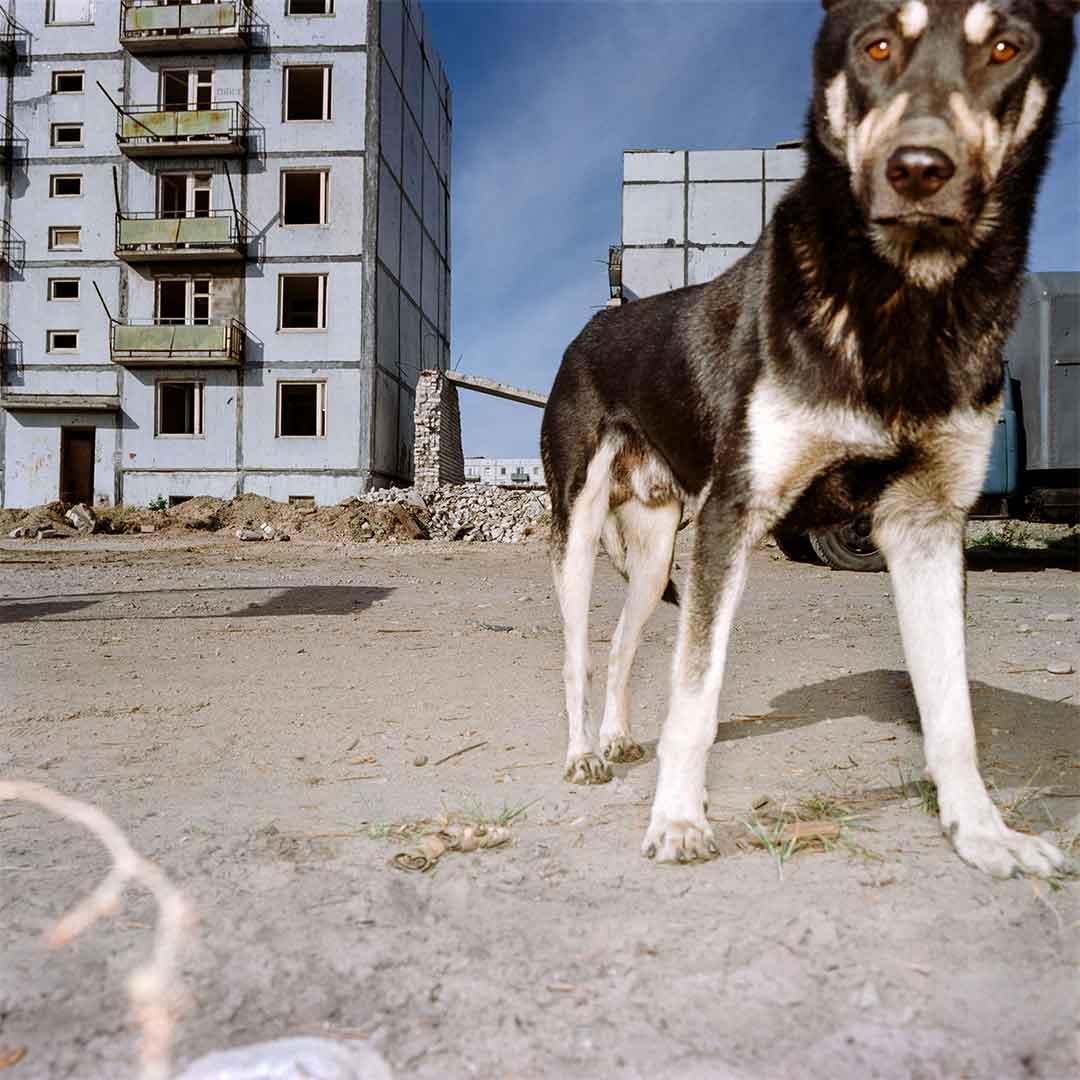 Hund i förgrunden i urbant slitet landskap.